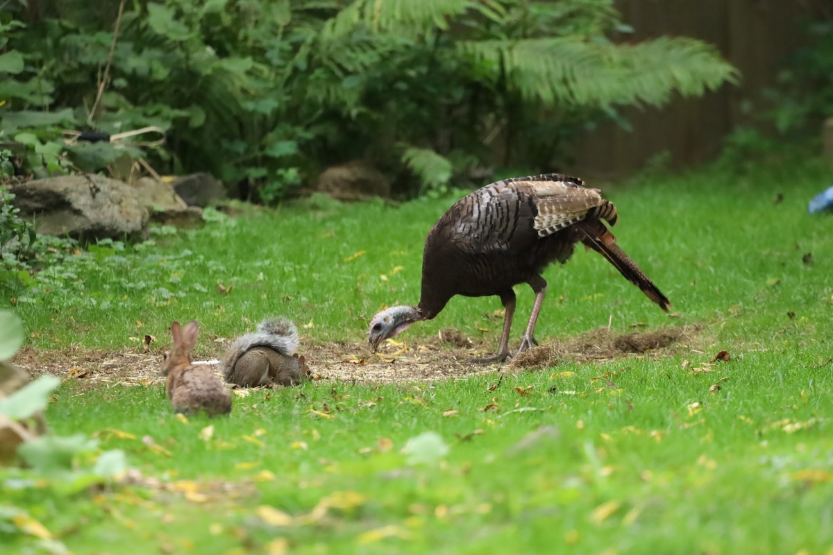 Wild Turkey - ML622637431
