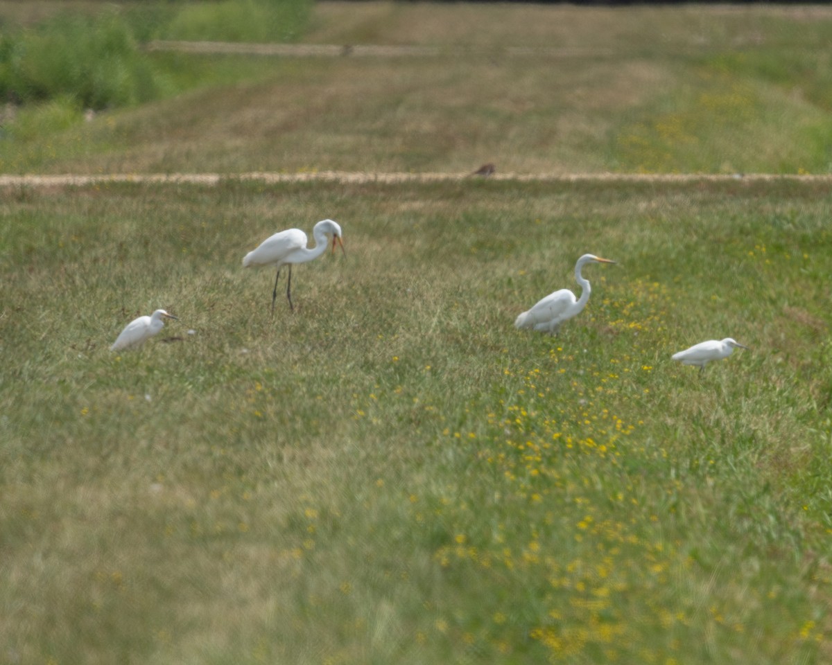 Snowy Egret - ML622637505