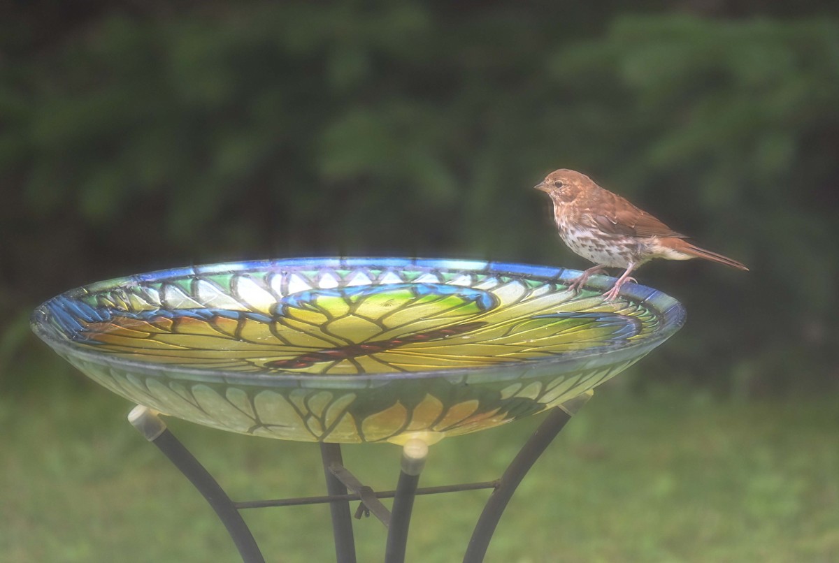 Fox Sparrow (Red) - ML622637520