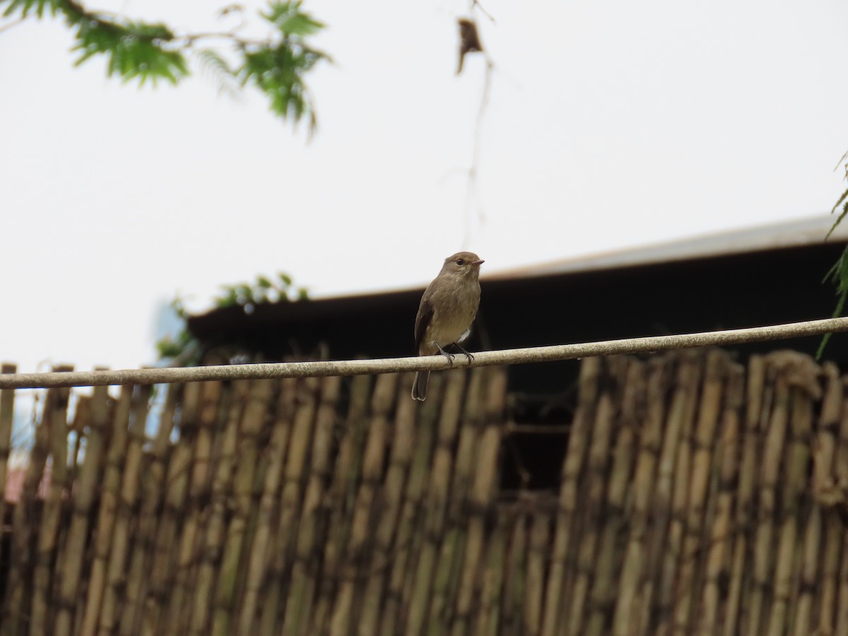 African Dusky Flycatcher - ML622637534