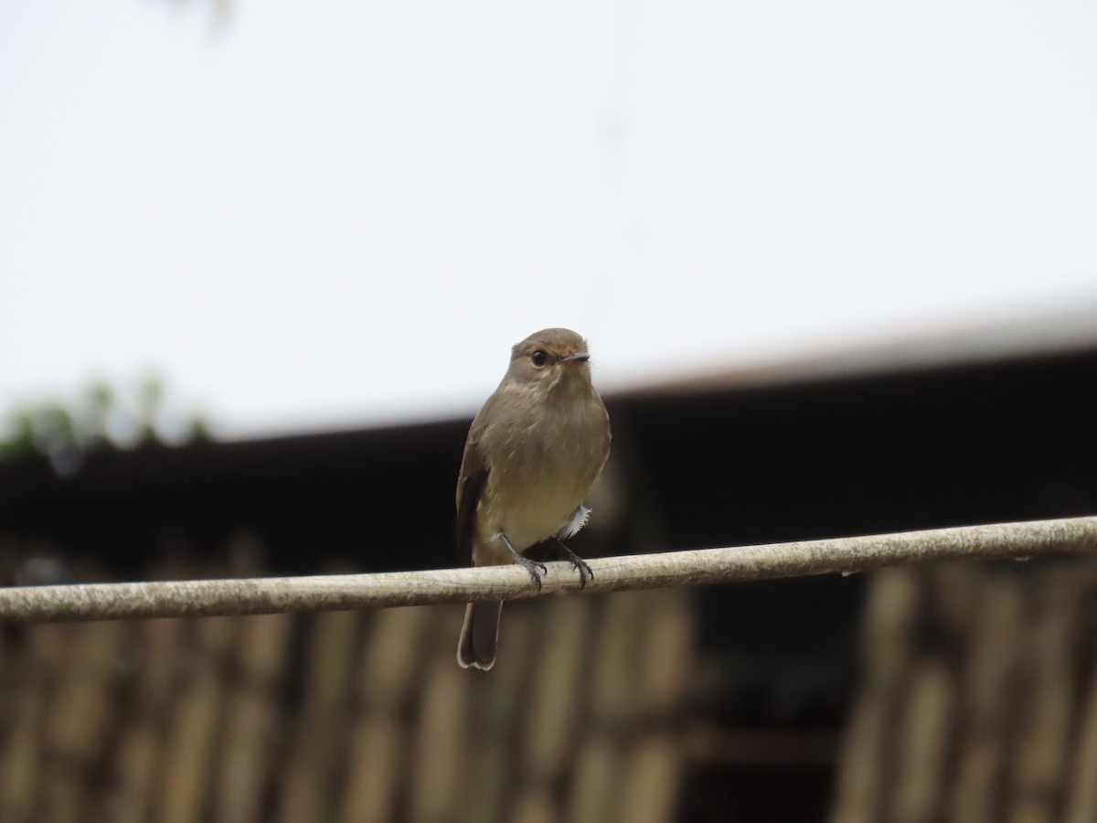 African Dusky Flycatcher - ML622637535