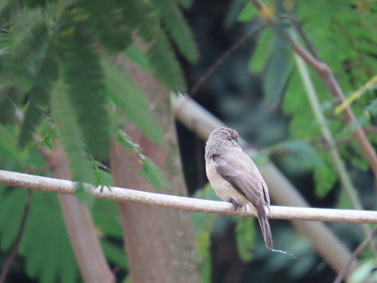 African Dusky Flycatcher - ML622637536