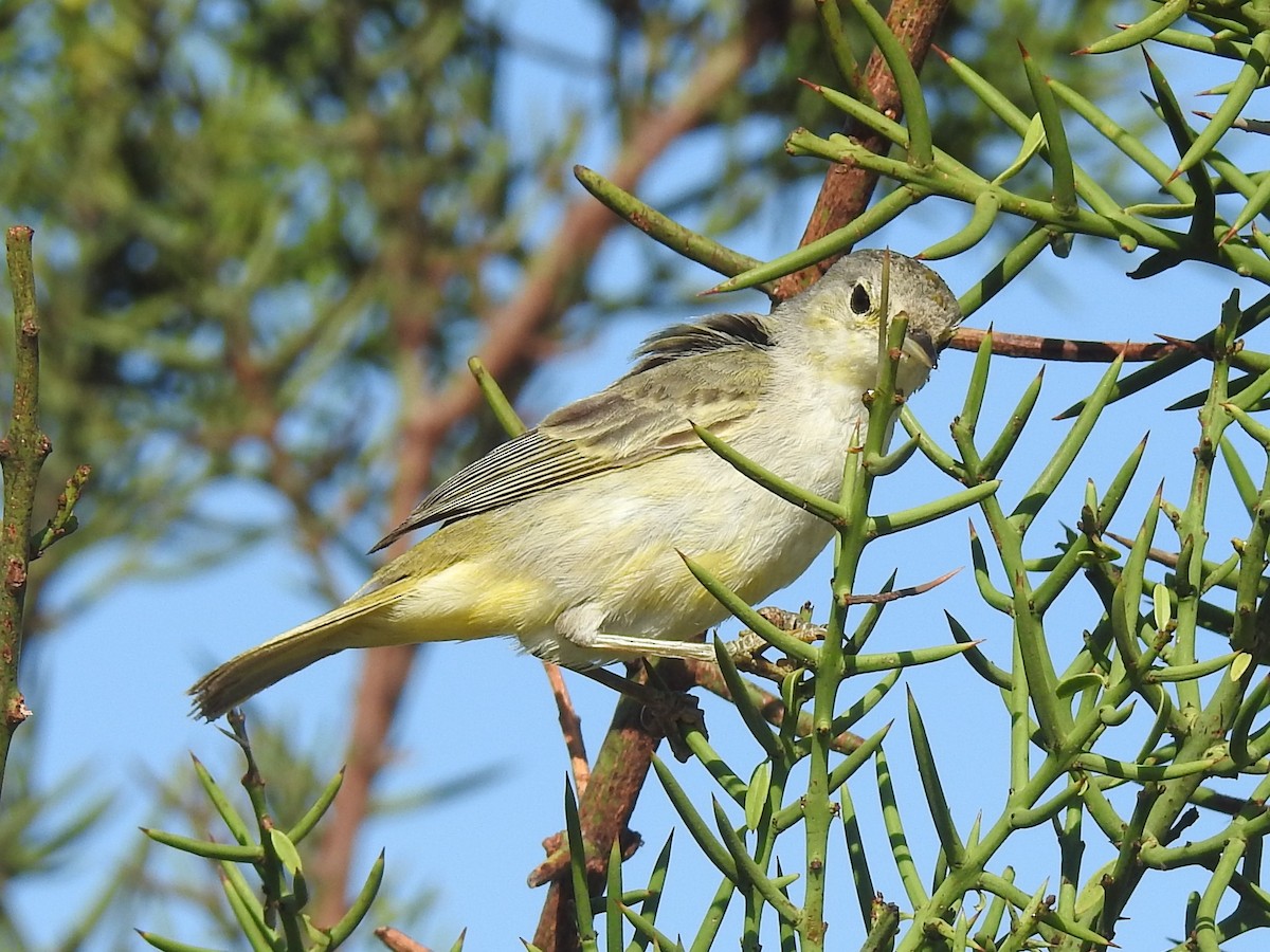 Yellow Warbler (Galapagos) - ML622637546