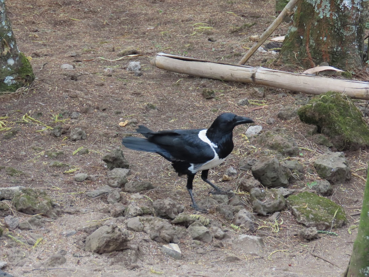 Pied Crow - ML622637549