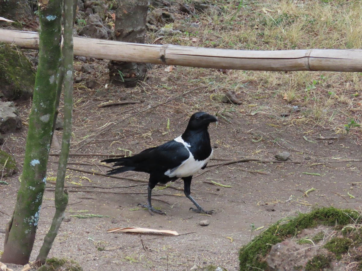 Pied Crow - ML622637550