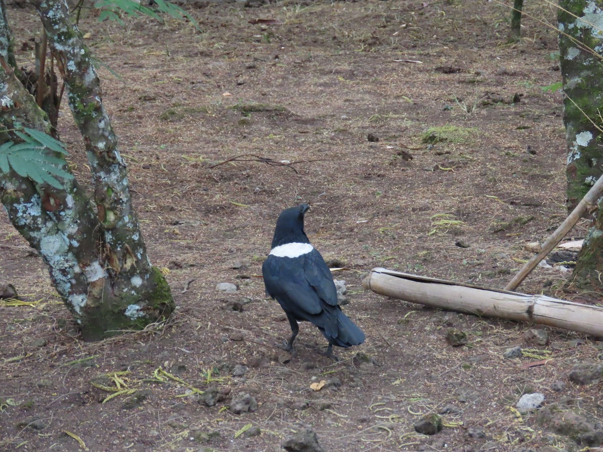 Pied Crow - ML622637551