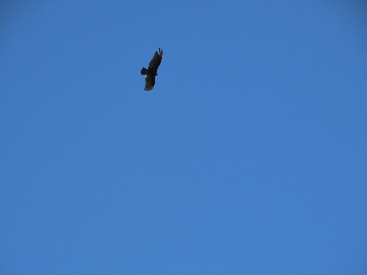 Turkey Vulture - ML622637594