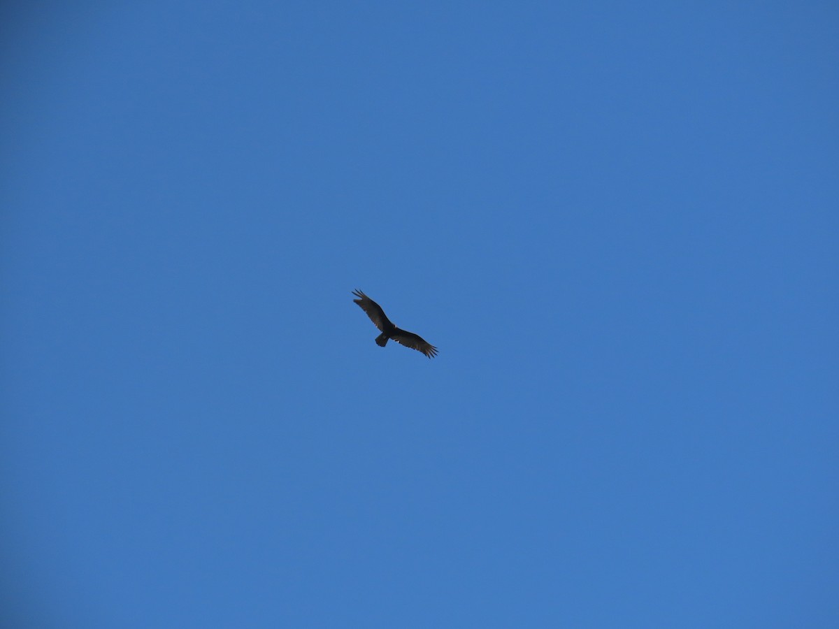 Turkey Vulture - ML622637595