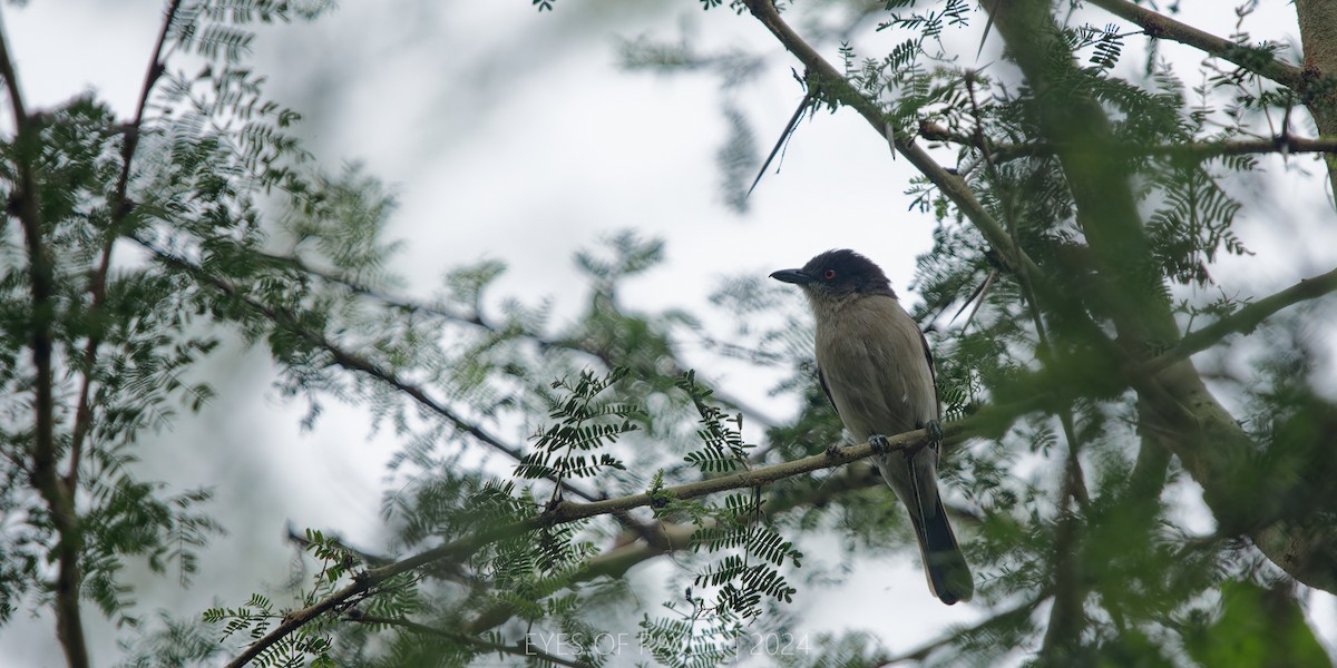 Northern Puffback - ML622637610