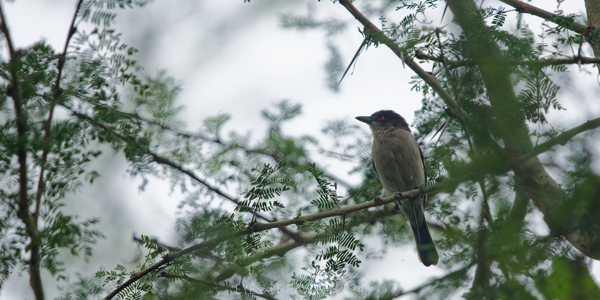 Northern Puffback - ML622637611