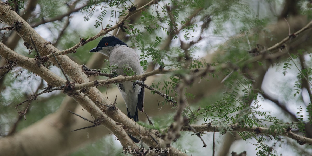 Northern Puffback - Raven X