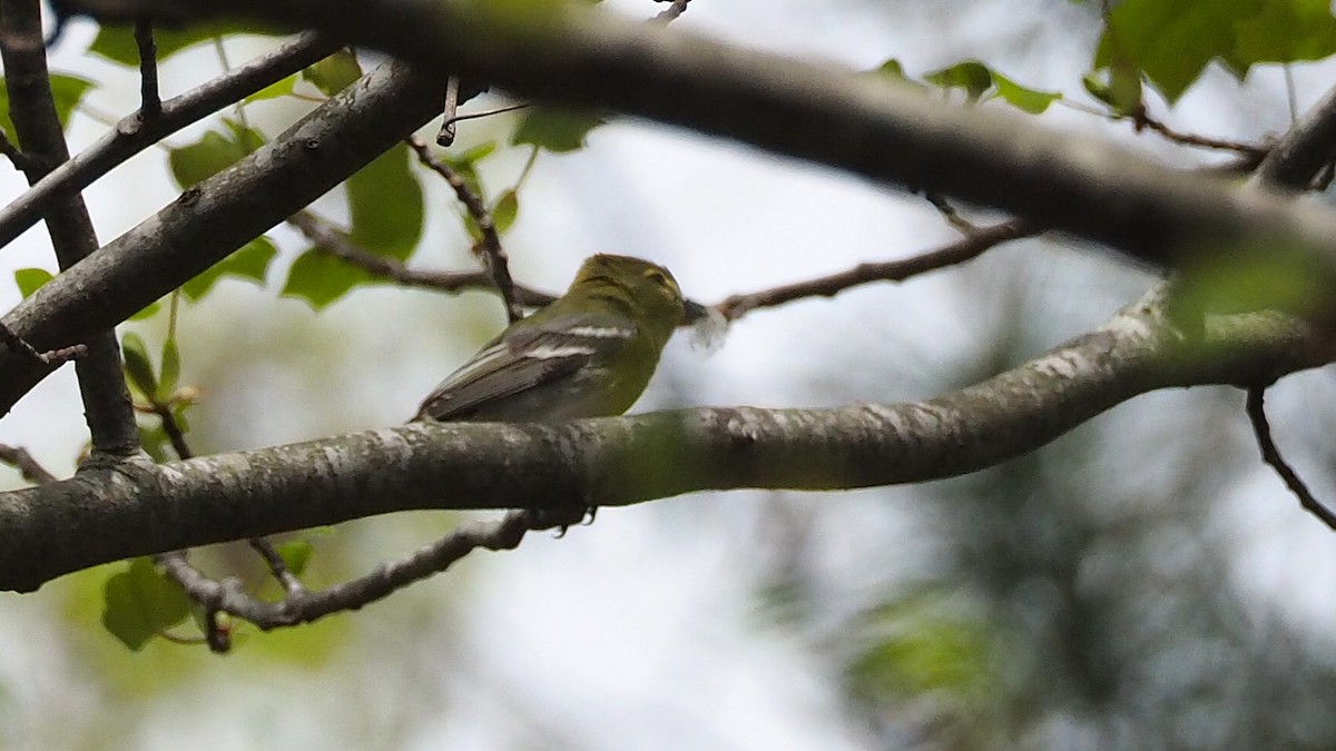 Yellow-throated Vireo - Ken MacDonald