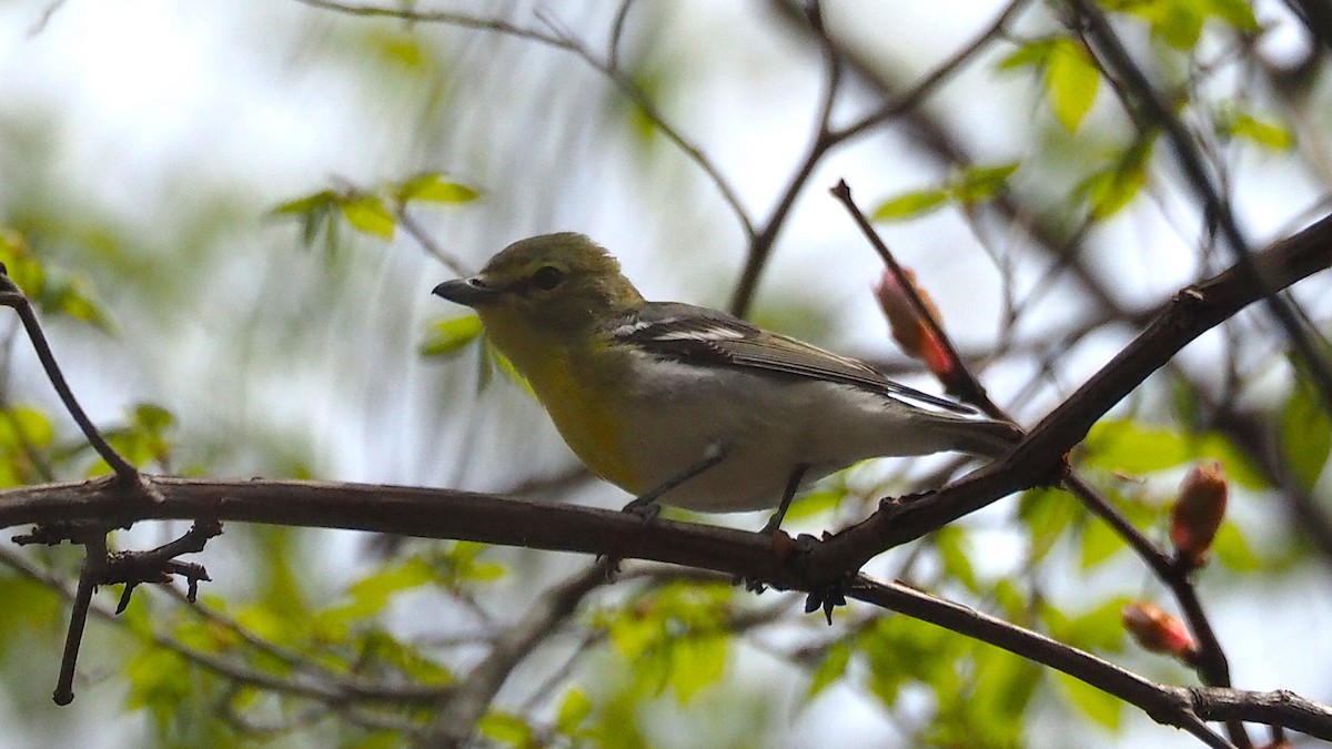 Vireo Gorjiamarillo - ML622637655