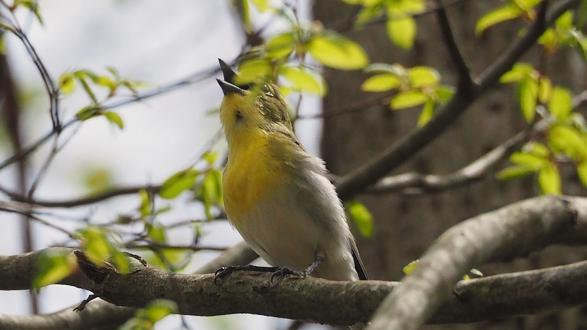 Vireo Gorjiamarillo - ML622637656