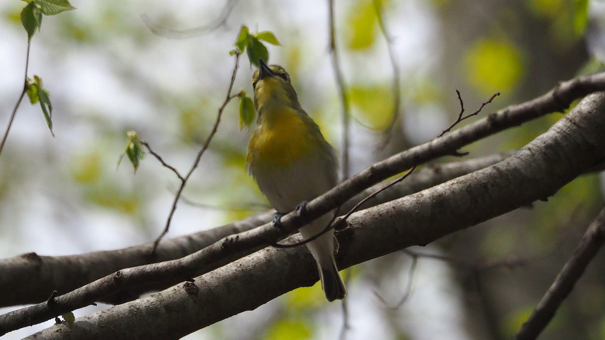 Vireo Gorjiamarillo - ML622637657