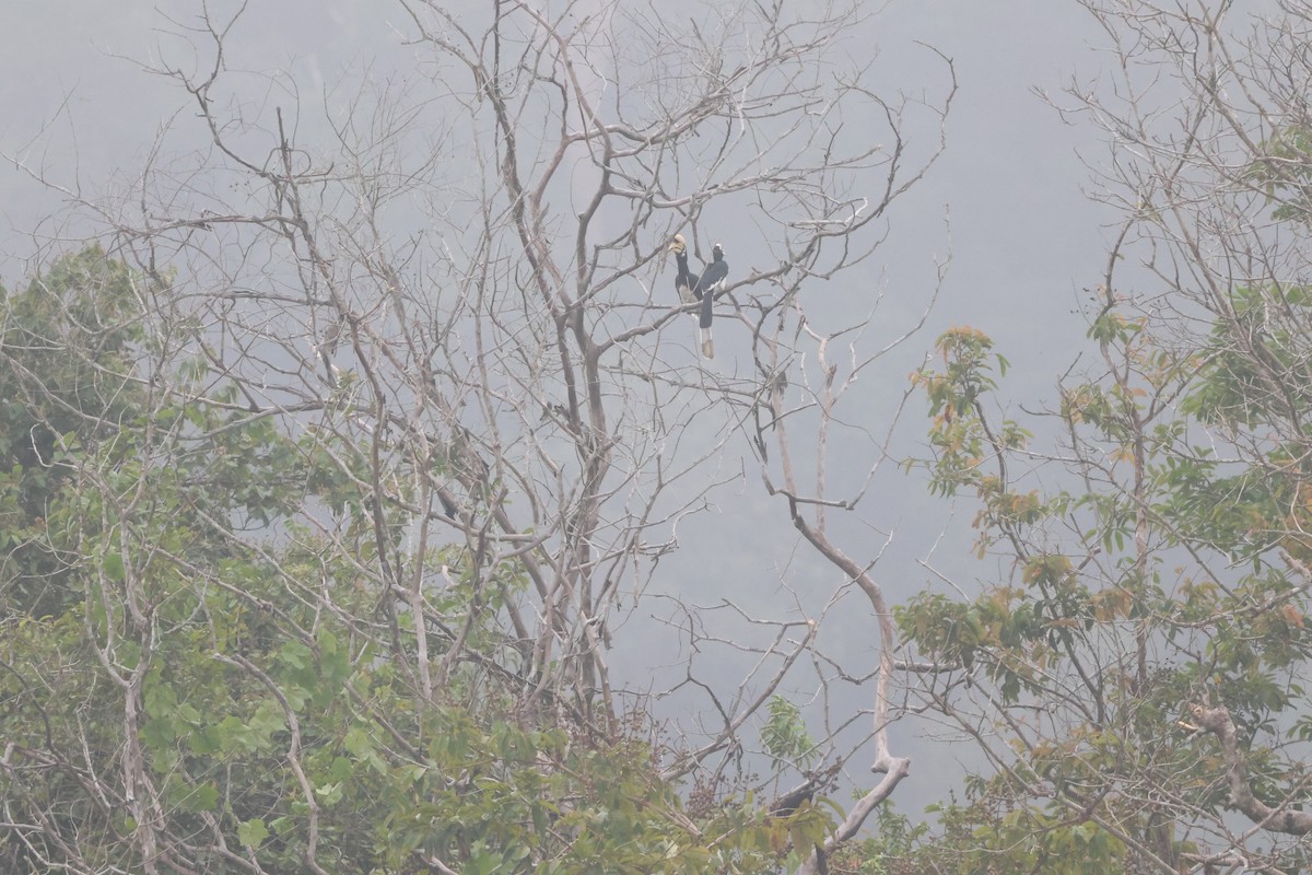 Oriental Pied-Hornbill - ML622637692