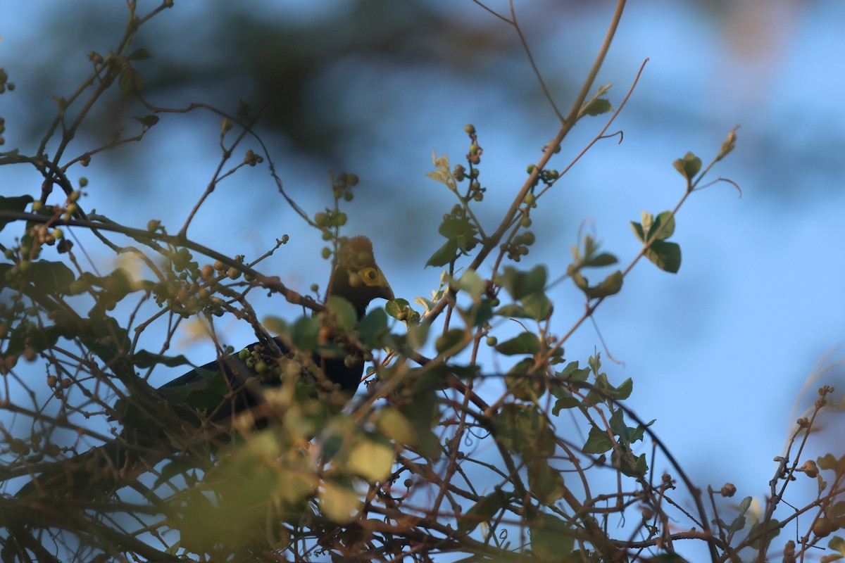 Ross's Turaco - ML622637699