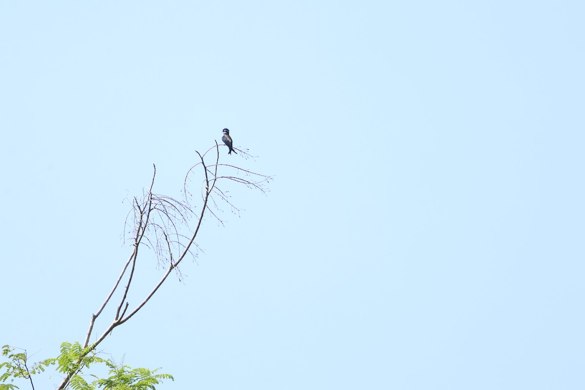 Whiskered Treeswift - ML622637717