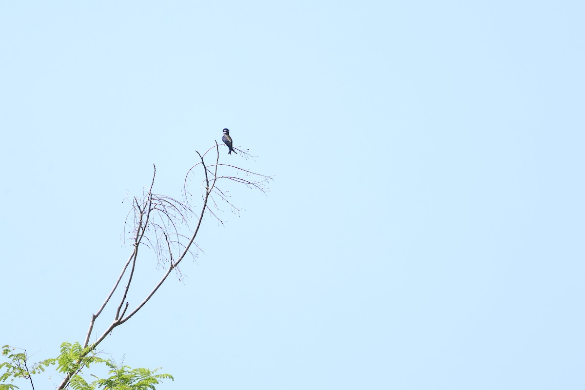 Whiskered Treeswift - ML622637717