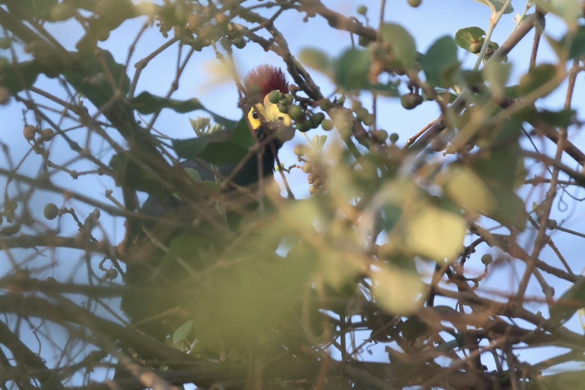 Ross's Turaco - Ryan Terrill