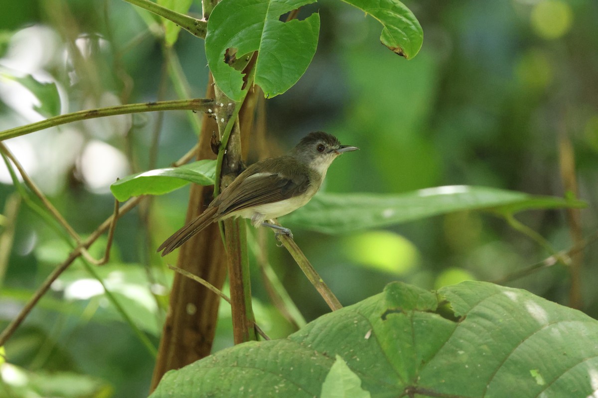 Sooty-capped Babbler - ML622637757