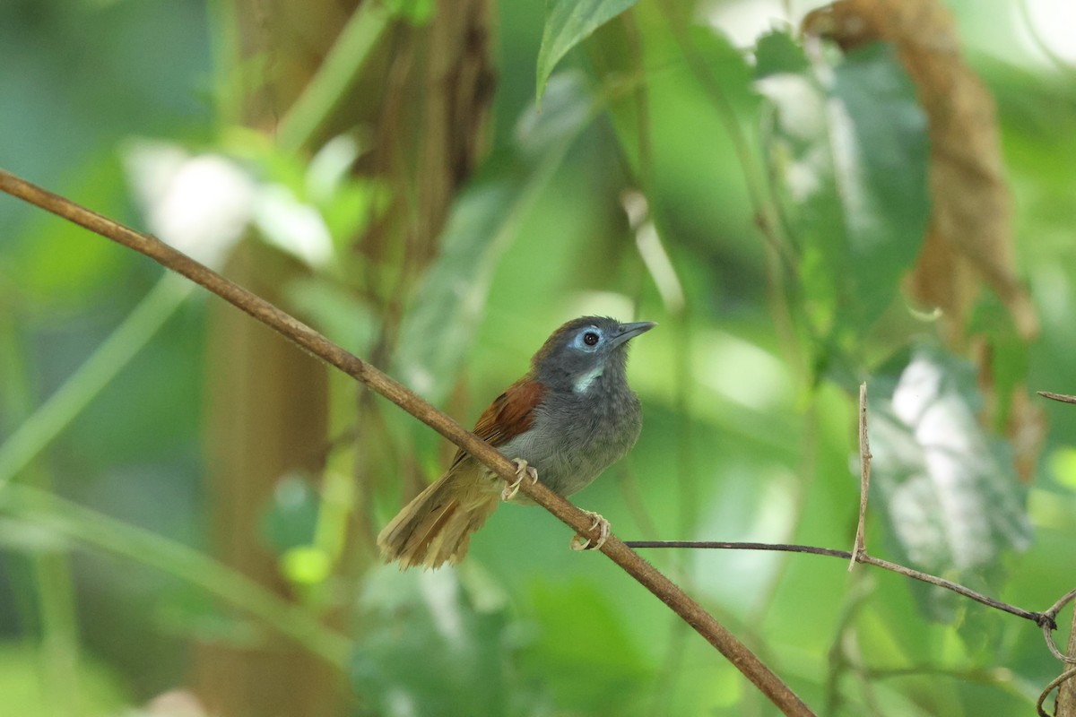 Chestnut-winged Babbler - ML622637761