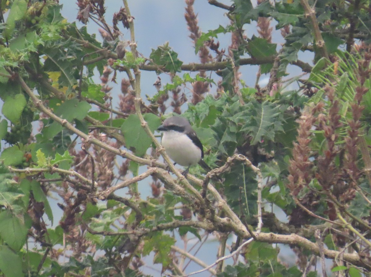 Mackinnon's Shrike - John Allcock