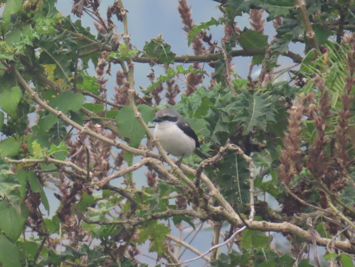 Mackinnon's Shrike - ML622637776