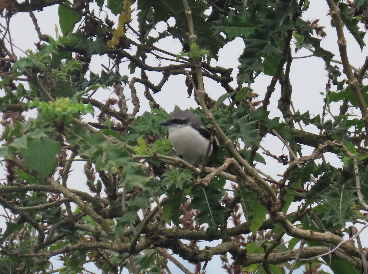 Mackinnon's Shrike - ML622637777