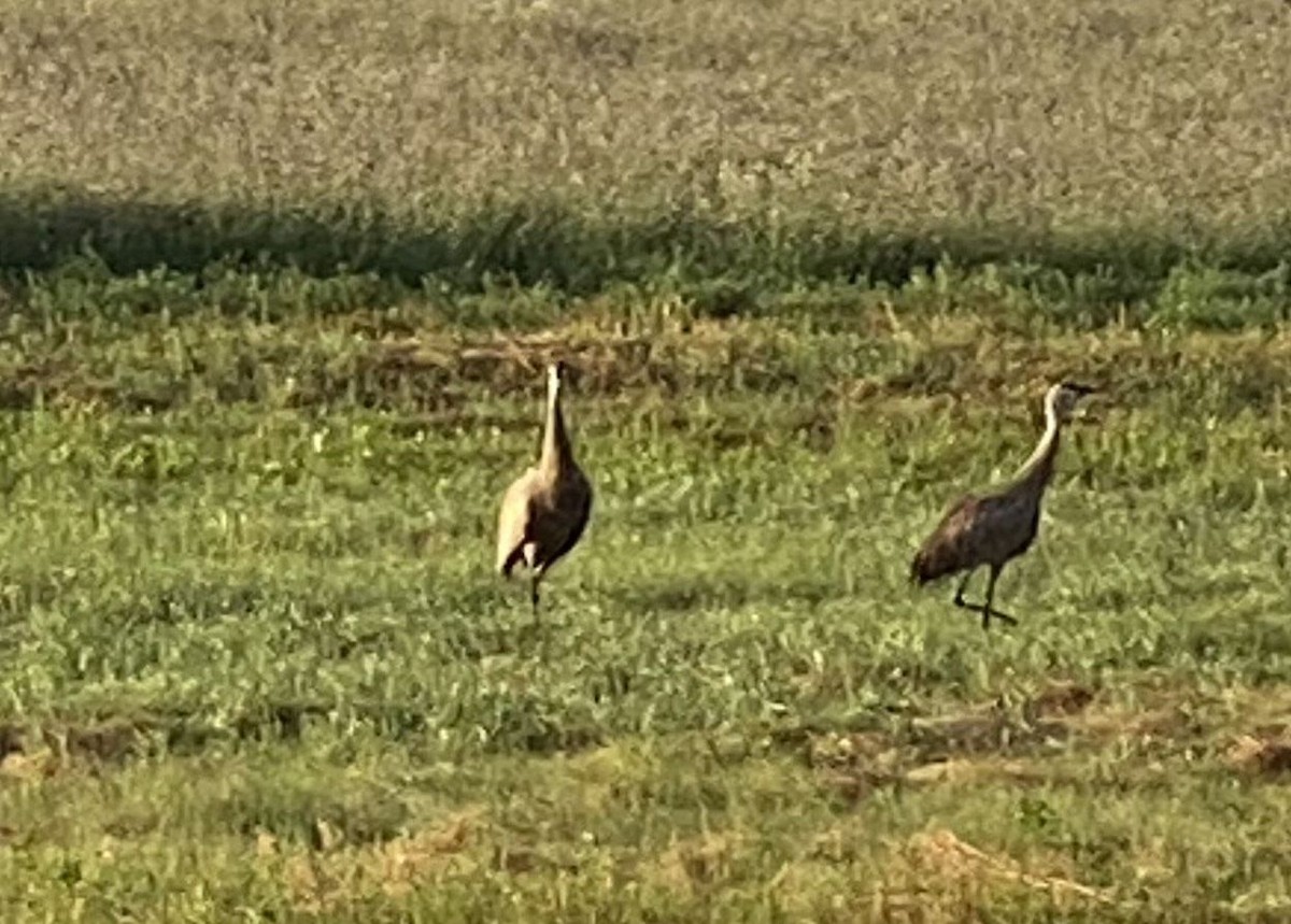 Sandhill Crane - ML622637779