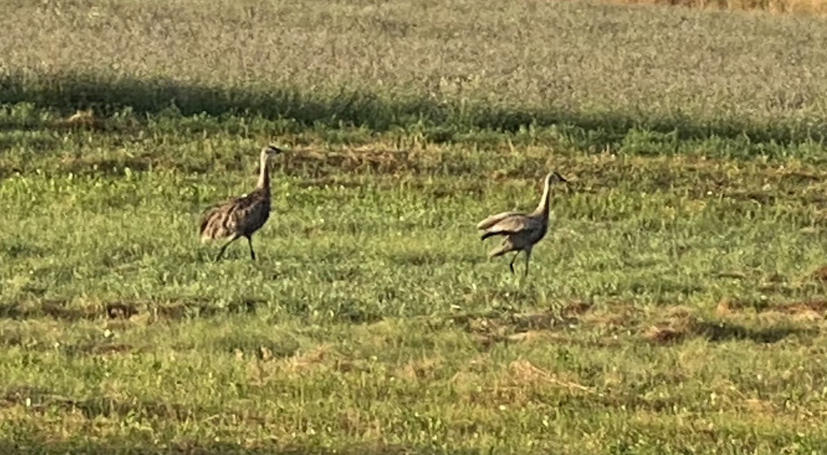 Sandhill Crane - ML622637780