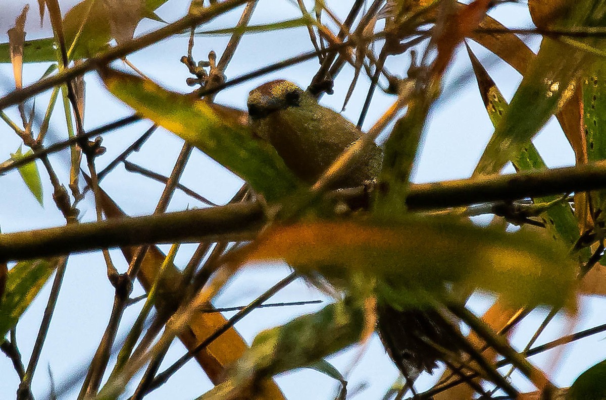 Rufous-fronted Babbler (Rufous-fronted) - ML622637812