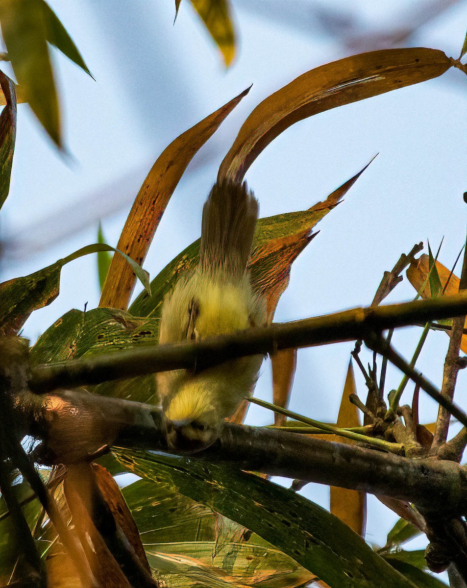 Rufous-fronted Babbler (Rufous-fronted) - ML622637813