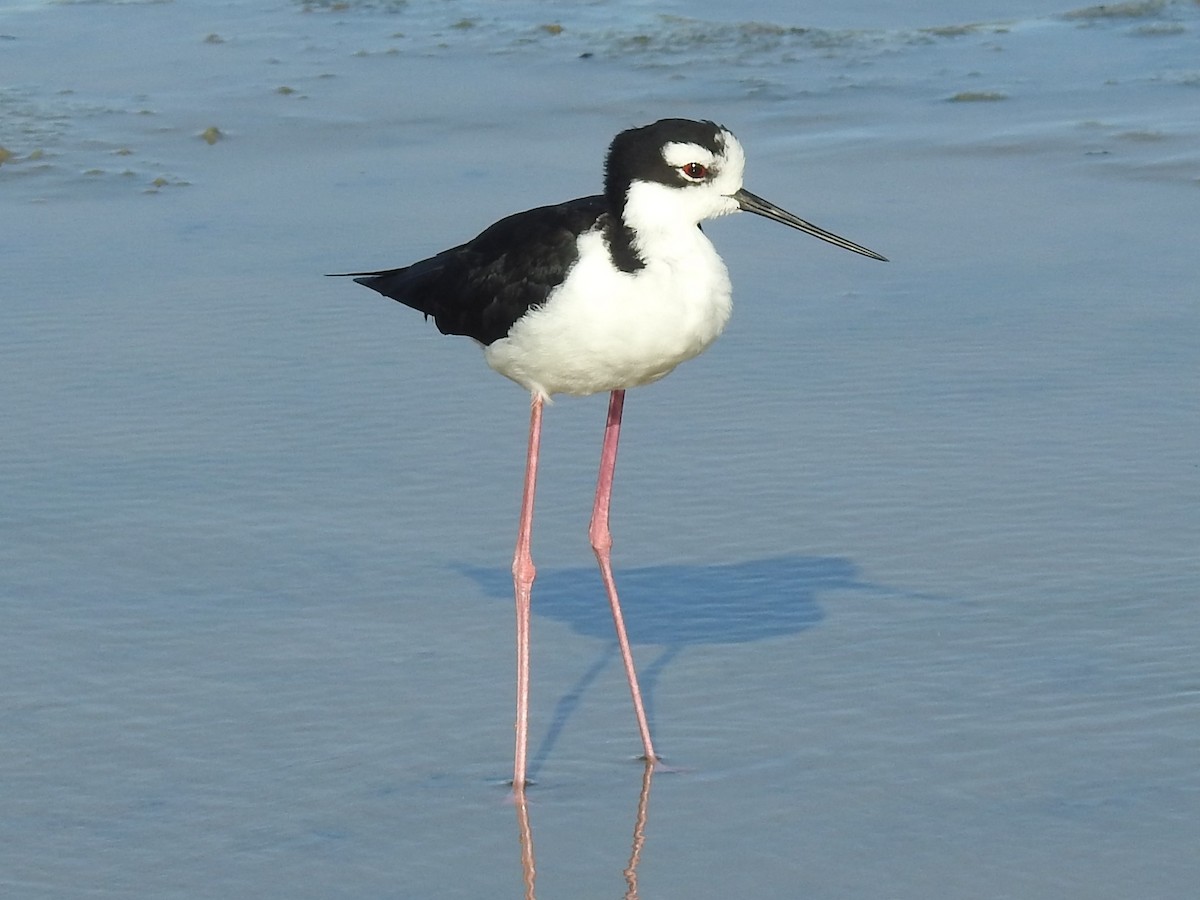 Black-necked Stilt - ML622637879