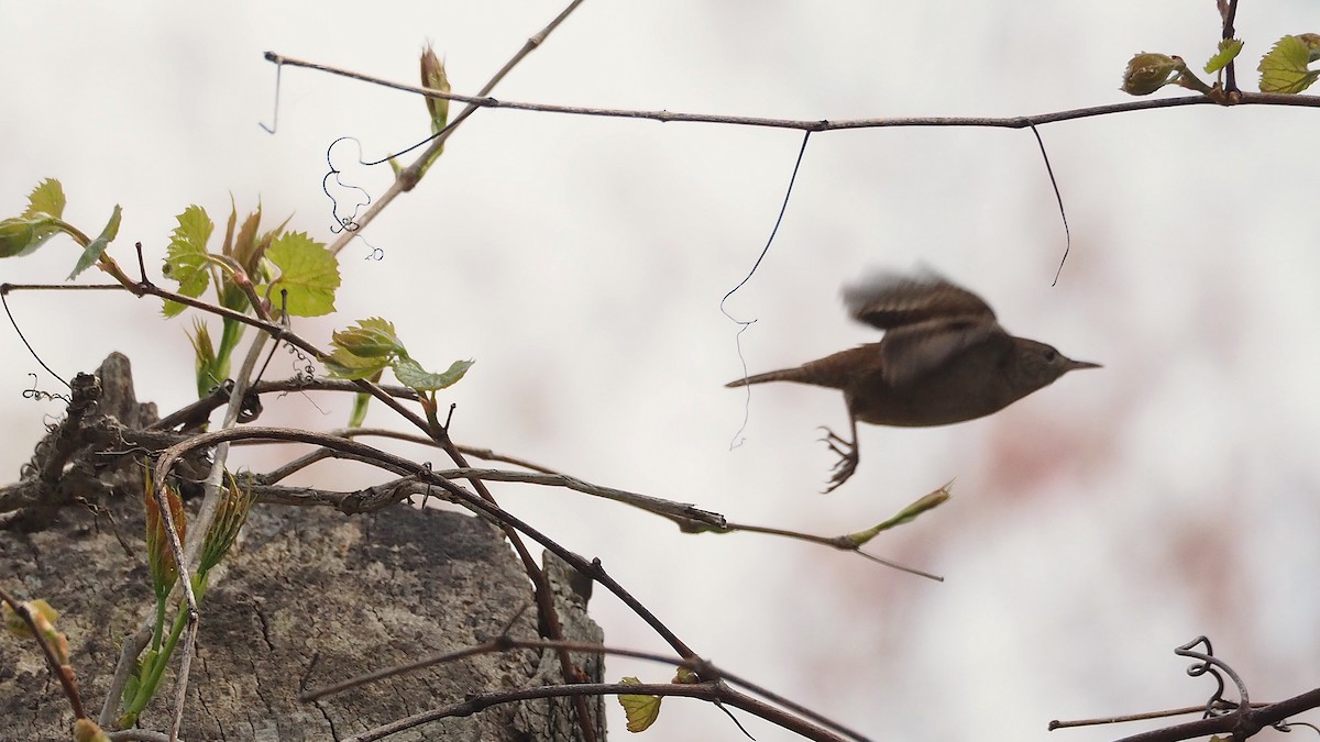 House Wren - Ken MacDonald