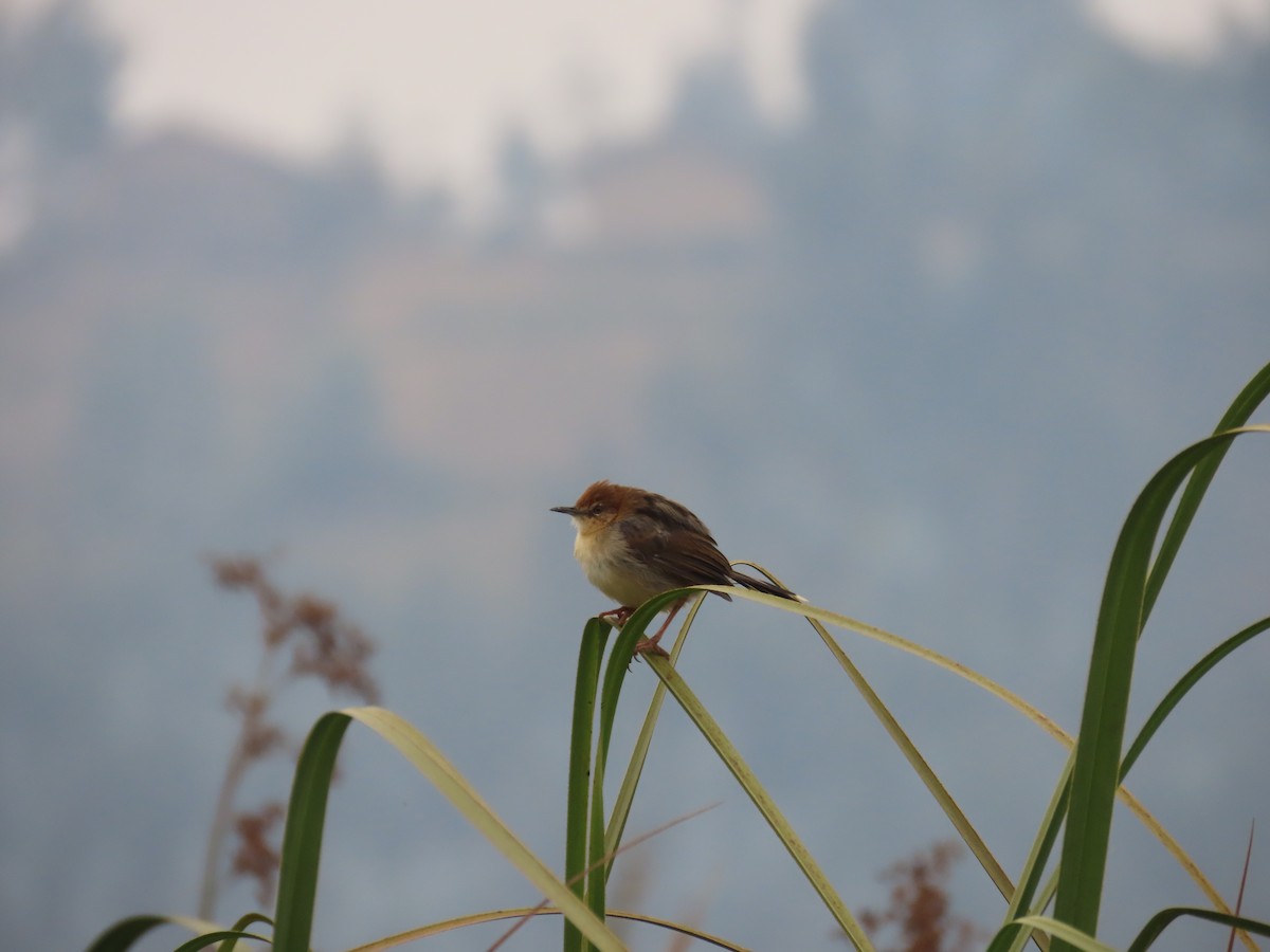 Carruthers's Cisticola - ML622637890