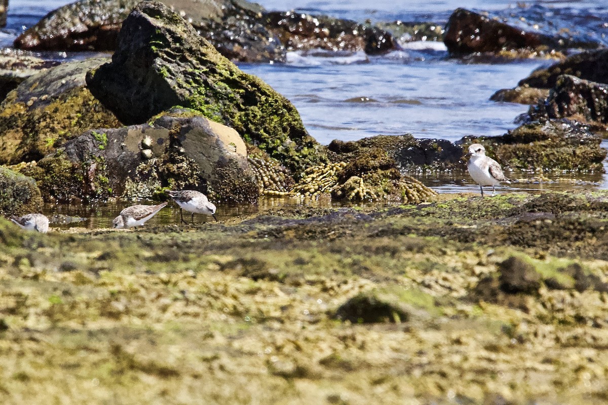 Red-necked Stint - Pauline and Ray Priest