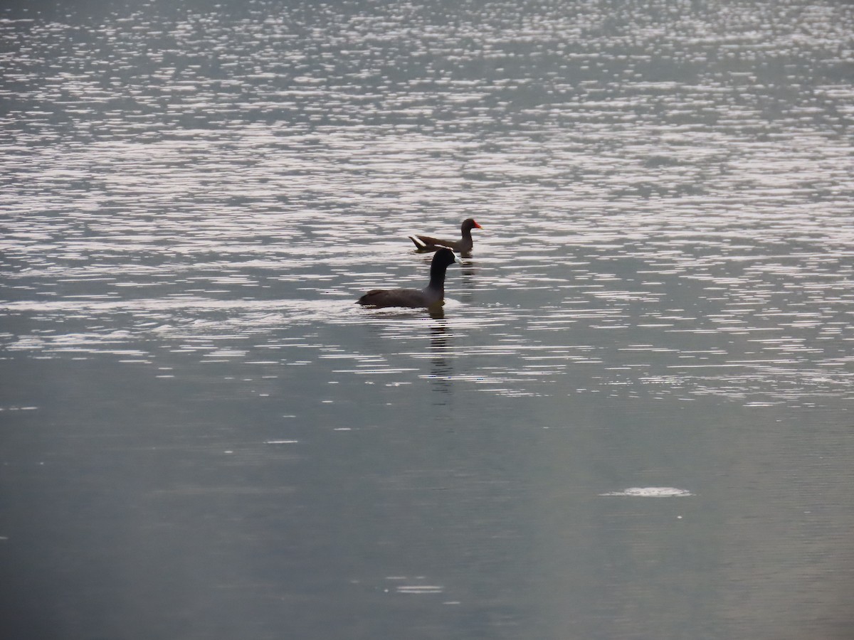 Red-knobbed Coot - ML622638000