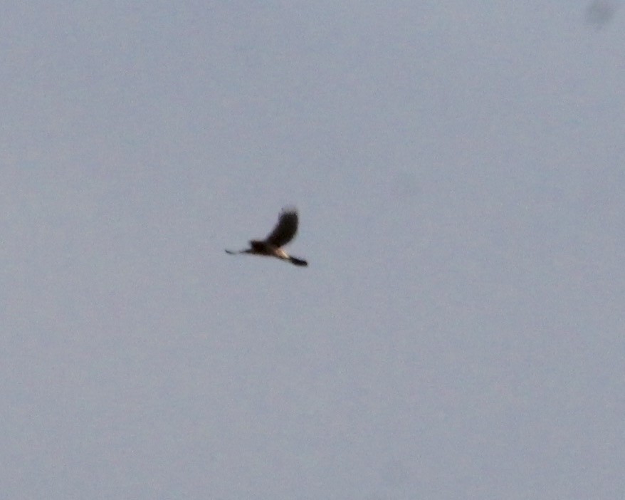 Northern Harrier - Andrew Eller