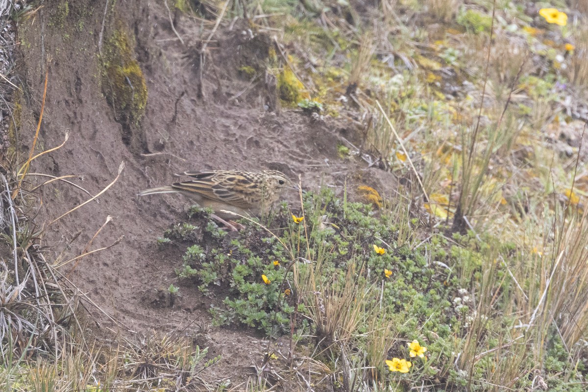 Paramo Pipit - ML622638019