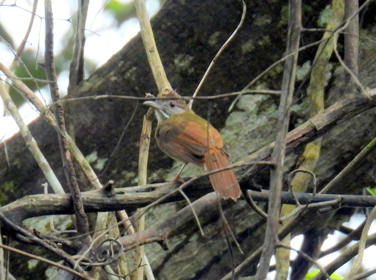 Gray-cheeked Bulbul - ML622638039