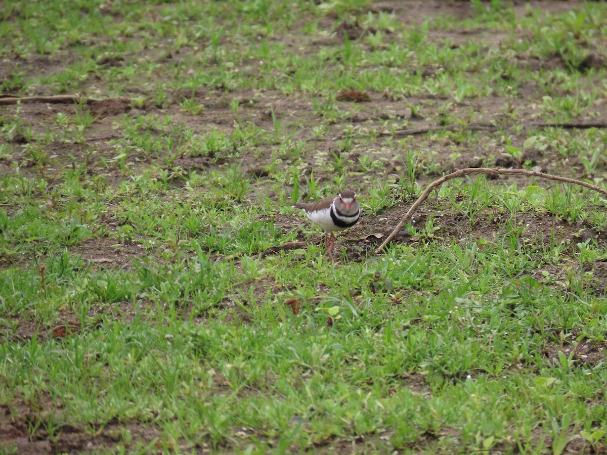 Three-banded Plover - ML622638047