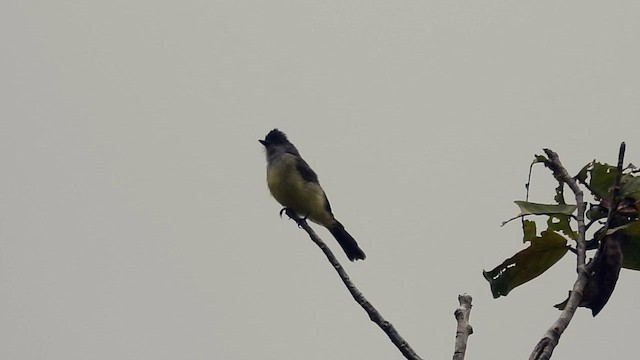 Dusky-capped Flycatcher - ML622638079