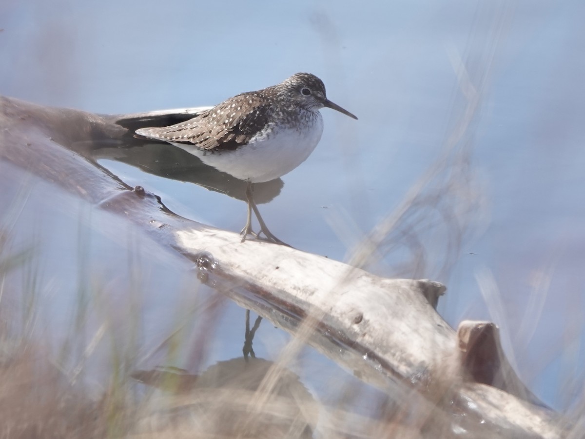 Solitary Sandpiper - ML622638117
