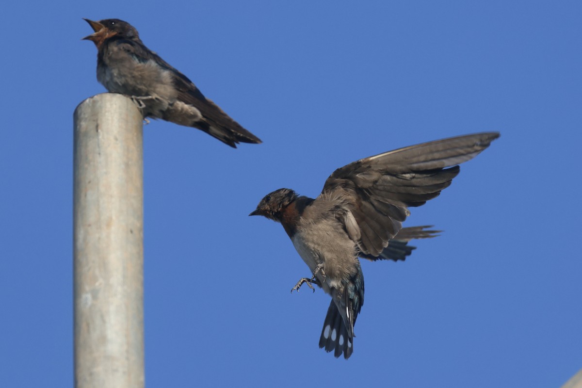 Angola Swallow - Ryan Terrill