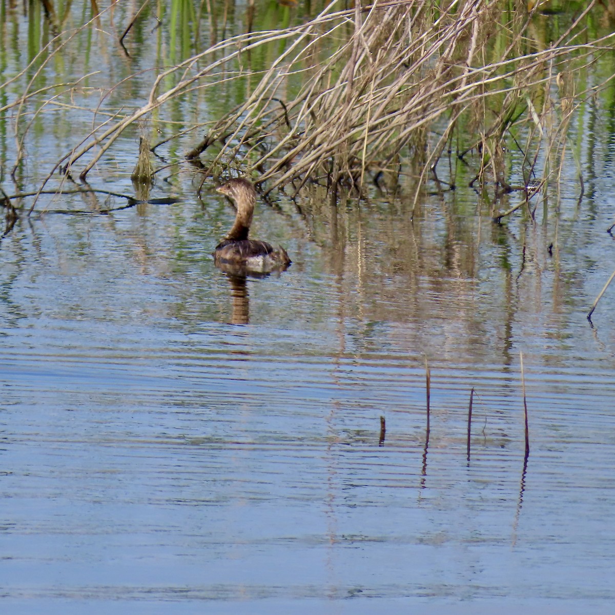 Pied-billed Grebe - ML622638159