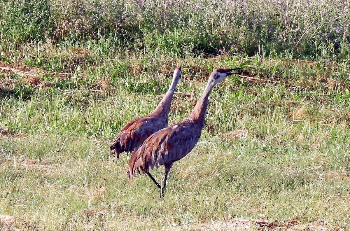 Sandhill Crane - ML622638475