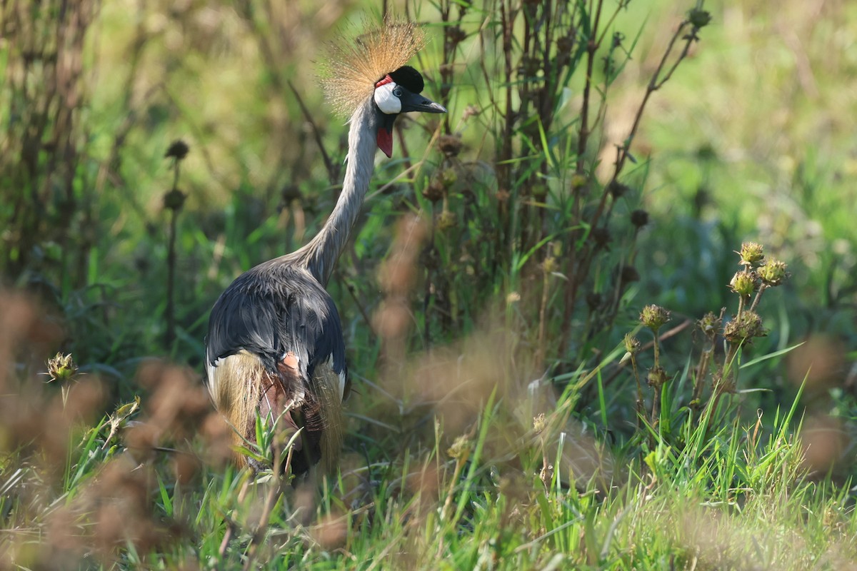 Gray Crowned-Crane - ML622638519