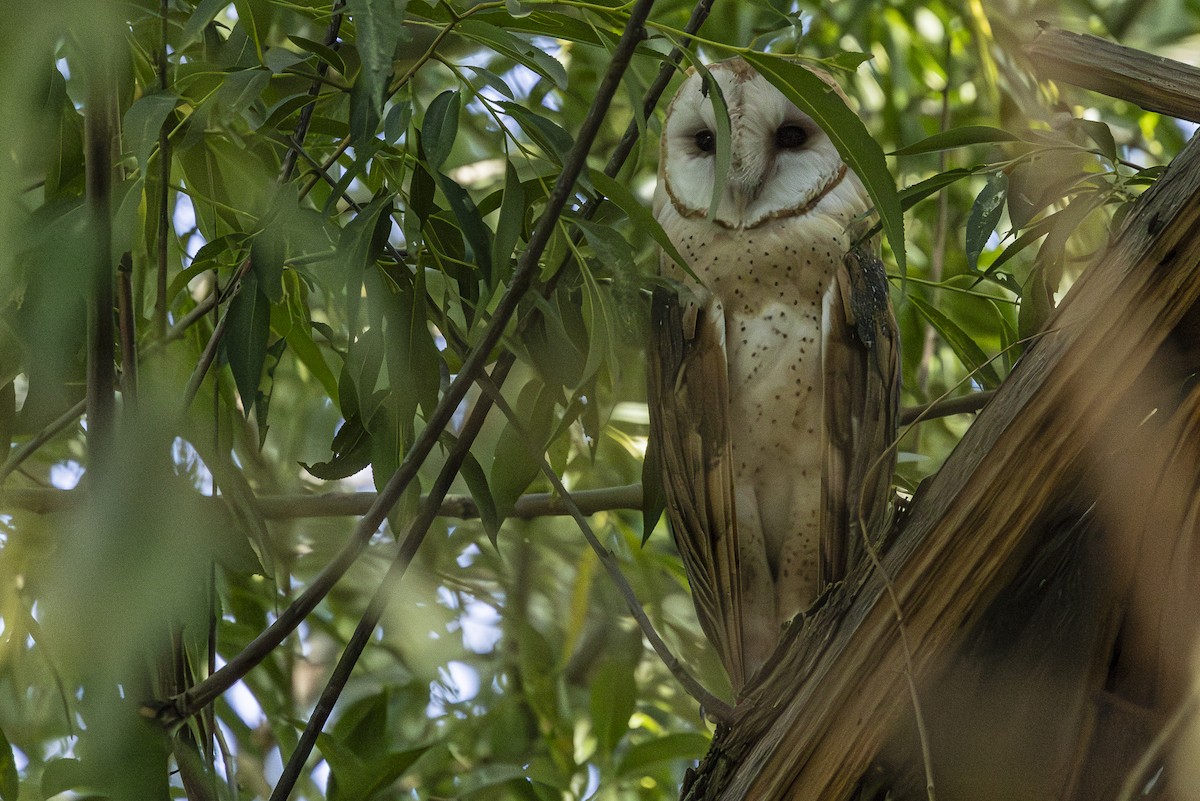 American Barn Owl - ML622638562