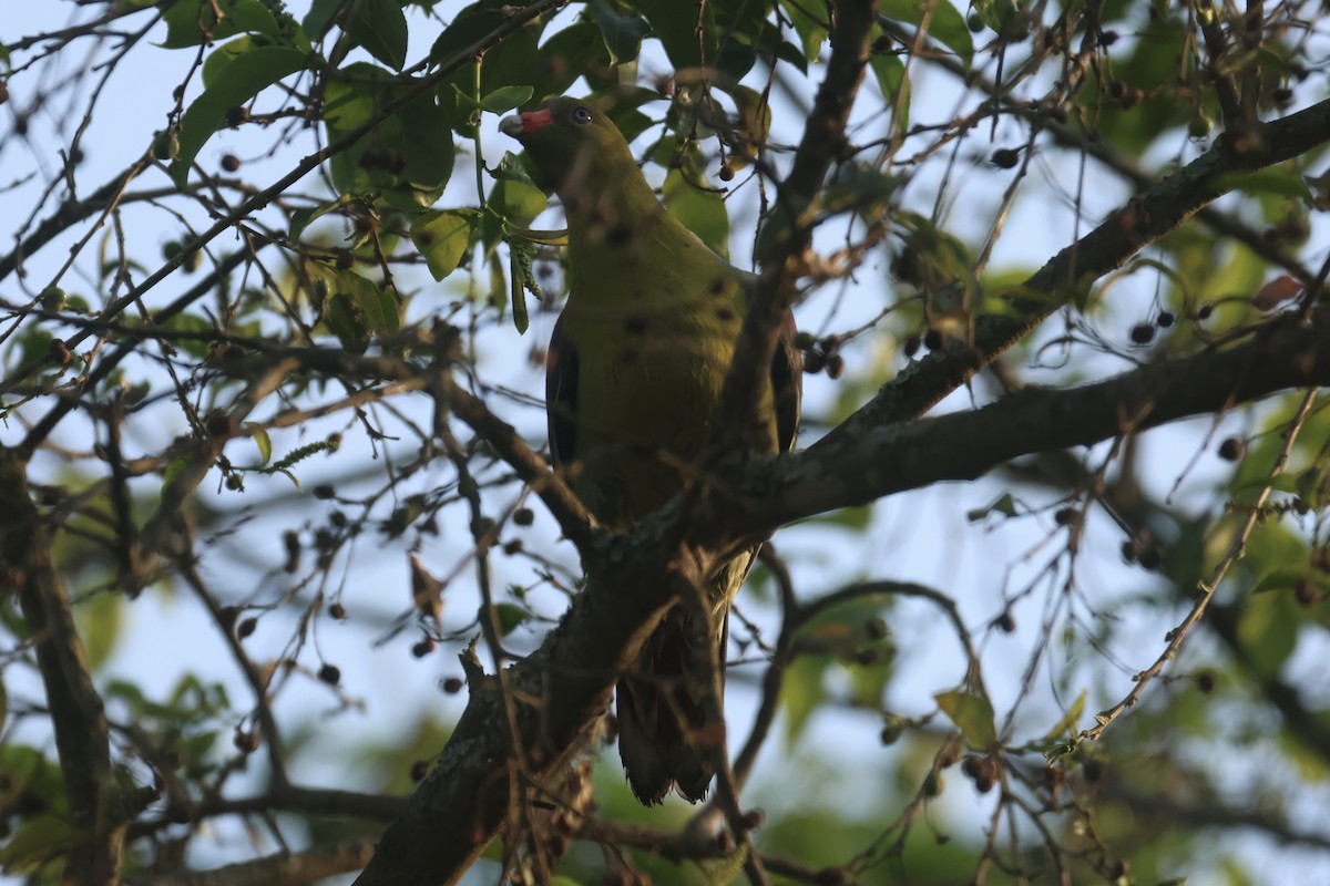 African Green-Pigeon - ML622638574